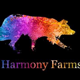 Border Collie puppies from First Harmony Farms