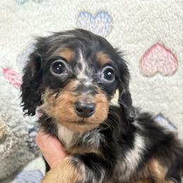 Boy 2 - Dapple male Dachshund puppy in Tonopah, Arizona from Brandie's Dachshunds