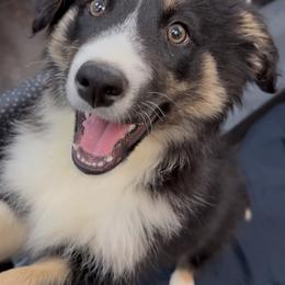 Border Collie Puppies from Nine Peaks Border Collies