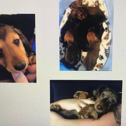 Dachshund Puppies from Lashunds Miniature Dachshunds