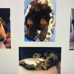 Dachshund Puppies from Lashunds Miniature Dachshunds