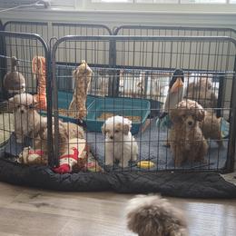 Poodle Puppies from Yates Family Farm