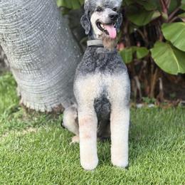 Jacque - Poodle