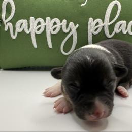 Sylvie - Black and white female American Corgi puppy in Scottown, Ohio from Wyndy Ridge Corgis