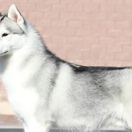 Siberian Huskies from Andamar Siberians