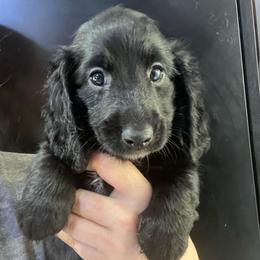 Barolo - Black male Dachshund puppy in Bigfork, Minnesota from Dachshunds Up North