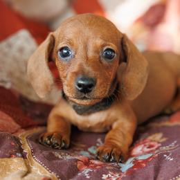 Inferno - Red male Dachshund puppy in Auxvasse, Missouri from Above Par Kennels
