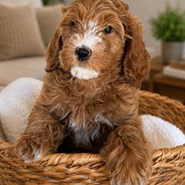 Noel - Apricot female Goldendoodle puppy in Yuciapa, California from AlltheDoodlez_