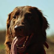 Flat-Coated Retrievers from Beachrunner Flatcoats