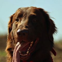 Flat-Coated Retrievers from Beachrunner Flatcoats