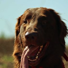 Flat-Coated Retrievers from Beachrunner Flatcoats