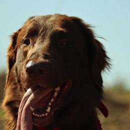 Flat-Coated Retrievers from Beachrunner Flatcoats