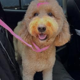 Lucy - Goldendoodle