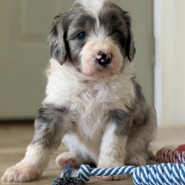 Girl 2 - Sable merle female Bordoodle puppy in Shelton, Washington from Prophecy Kennels