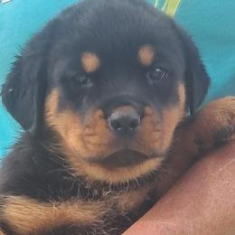 Girl 3 - Black and mahogany female Rottweiler puppy in De Witt, Iowa from Irish Eyes Kennels