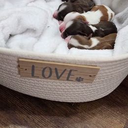 Havanese Puppies from Havanese Cuban Cuties