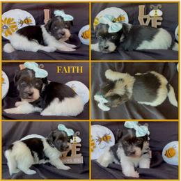 Faith - AKC - Black and white female Havanese puppy in Verden, Oklahoma from Holcombs Puppy Ranch