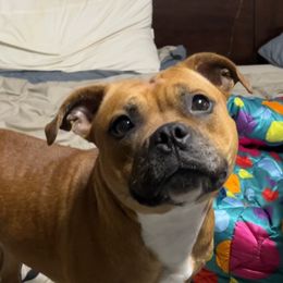 Poppy - Staffordshire Bull Terrier