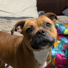 Poppy - Staffordshire Bull Terrier