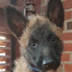 Belgian Laekenois Puppies from Chiens de Rafale
