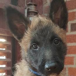Belgian Laekenois Puppies from Chiens de Rafale