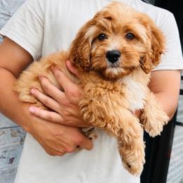 Blackie - Apricot male Cavapoo puppy in Flower Mound, Texas from Safari Doodles