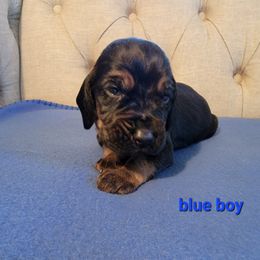 Bulleit (Blue Boy) - Bloodhound puppy in Fletcher, North Carolina from Heritage Hounds