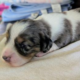 Boy 1 - Dapple male Dachshund puppy in Brantley, Alabama from Lindsey's Puppies