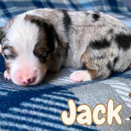 Jack - Blue merle male Miniature American Shepherd puppy in Millington, Tennessee from Goading Glee Glade