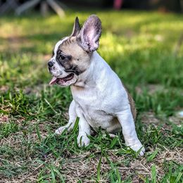 French Bulldog Puppies from G & K Frenchies LLC