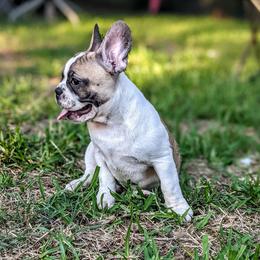 French Bulldog Puppies from G & K Frenchies LLC