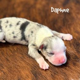 Daphne - Blue merle female Miniature Australian Shepherd puppy in Garden Plain, Kansas from Krazy K Aussies