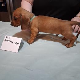 A.k.c. Lucy M -3 - Red male Dachshund puppy in Penn Run, Pennsylvania from Shannon’s Dachshunds