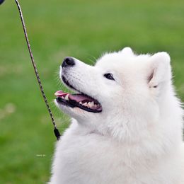 Katy - Samoyed