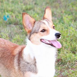 Harlow - Pembroke Welsh Corgi