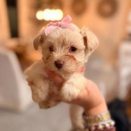 Pearl - Wheaten female Miniature Schnauzer puppy in Orange City, Florida from Xaysha’s Miniature Schnauzers