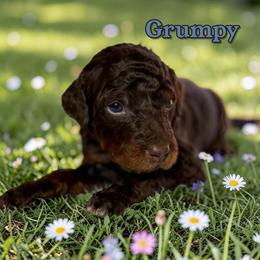 Grumpy - Phantom male Poodle puppy in Pink Hill, North Carolina from Boodle's Standard Poodles