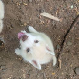 Ace - Red and white male Siberian Husky puppy in Wisconsin from Liberty Siberians