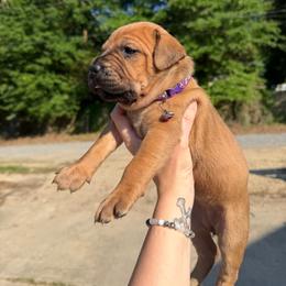 Purple - Red female Cane Corso puppy in Opelousas, Louisiana from Azelees Cane Corso