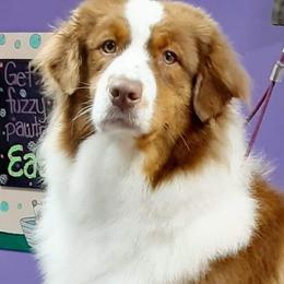 Fiona - Australian Shepherd