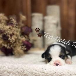 Pembroke Welsh Corgi Puppies from Top-Notch Paws
