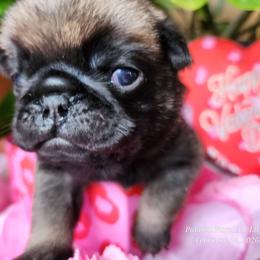 Blue collar - Fawn male Pug puppy in Lebanon, Maine from Palatial Pugs LLC