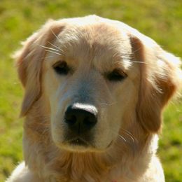 Golden Retriever Puppies from Goldminer Goldens