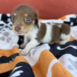 Female pied chocolate - Piebald female Dachshund puppy in Menifee, California from The Weenie Hut Doxies