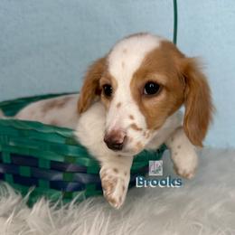 Brooks - Dapple male Dachshund puppy in Waseca, Minnesota from Dragonfly Doxies