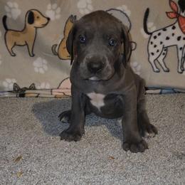 Bentley - Blue male Great Dane puppy in Walker, Louisiana from La Rebel Danes