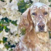 English Setters and Golden Retrievers from Sunset Golden Retrievers and English Setters