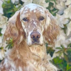 English Setters and Golden Retrievers from Sunset Golden Retrievers and English Setters