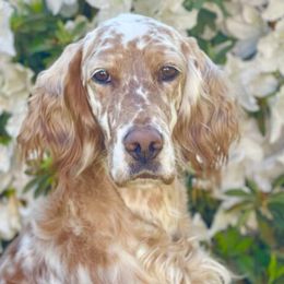 English Setters and Golden Retrievers from Sunset Golden Retrievers and English Setters