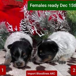 Australian Cattle Dog and Pembroke Welsh Corgi Puppies from Heelers in Texas